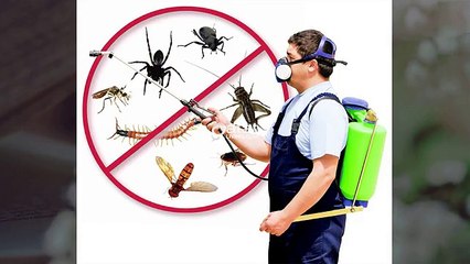 dich-vu-diet-con-trung-an-toan-hieu-qua