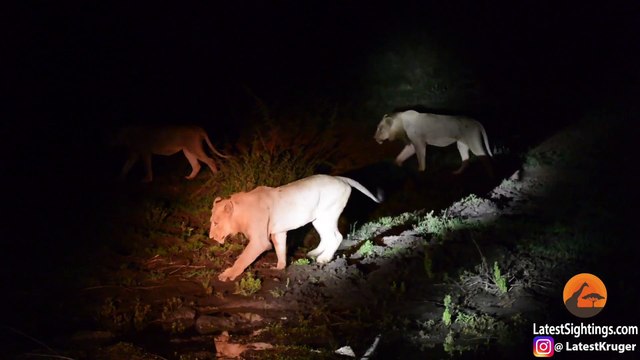 7 Male Lions Can't Take Down 1 Porcupine! - Latest Sightings Pty Ltd