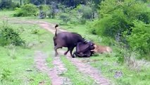 Hero Buffalo Saves Calf From Pride Of Lions -  Amazing Lion Attack Baby Buffalo