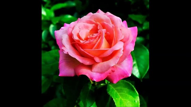 Silver Clean-Up Lawn Maintenance - (989) 414-9293