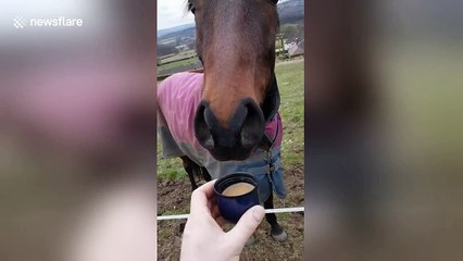 Hilarious moment horse discovers his distaste for coffee