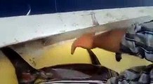 78 kg Kılıç balığını iki kişi tekneye zor aldı.!! Talip Çelik - Kılıç Balığı Avı. | Kalkan kardeşler jigging videoları