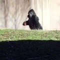 Un gorille surpris en train de marcher comme un humain