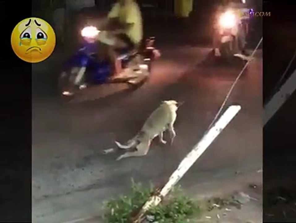 Funny dog video