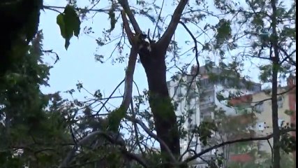 Siverek’te Şiddetli Fırtına Ağaçları Devirdi