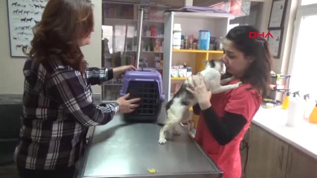 Zonguldak-3 Veteriner, 3,5 Saatlik Operasyonla 'Boncuk'u Sağlığına Kavuşturdu