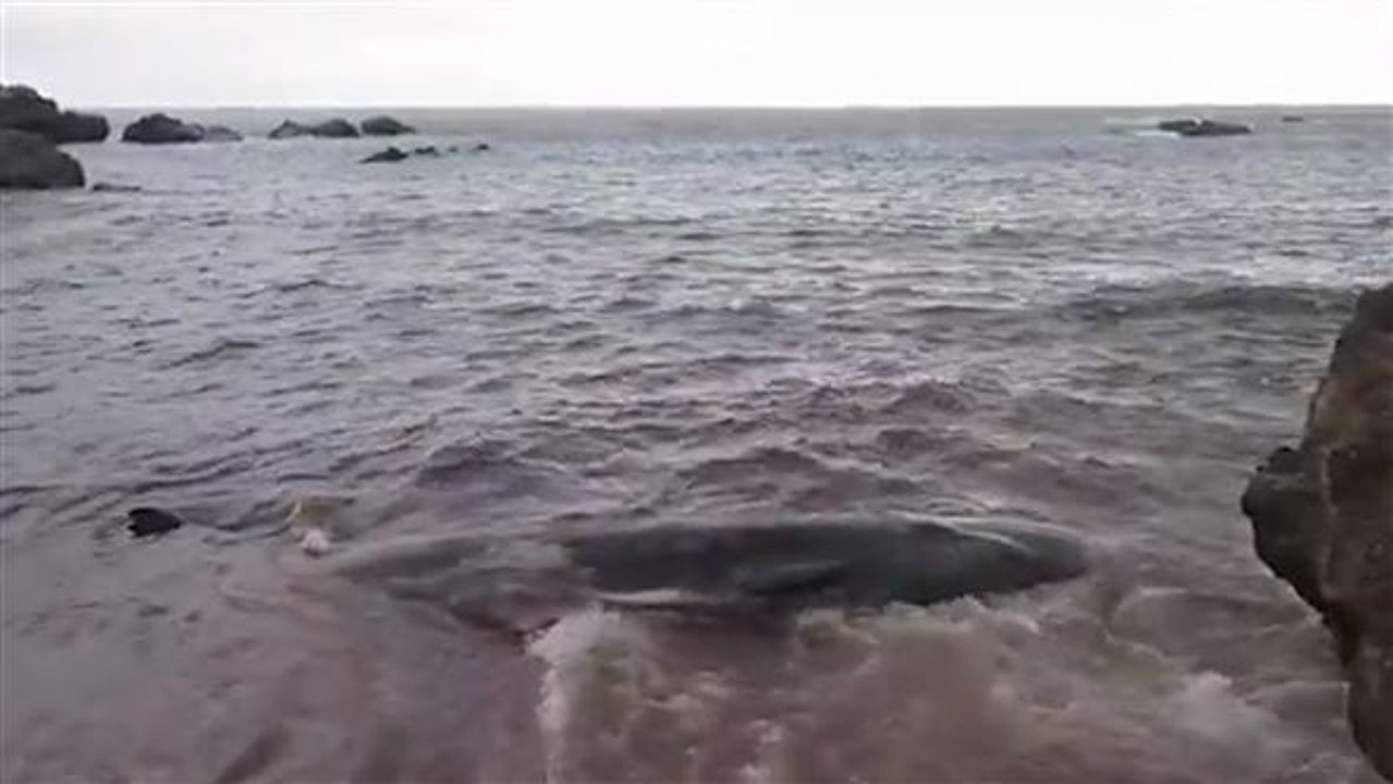 Plastik in den weltmeeren: pottwal stirbt qualvoll