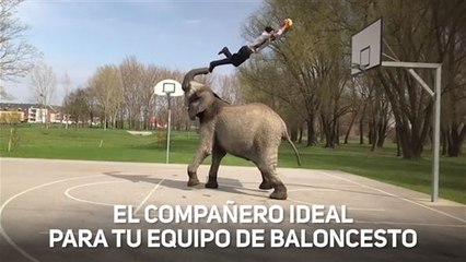 ¿Arte o tortura a animales? ¿Qué te parece esto?