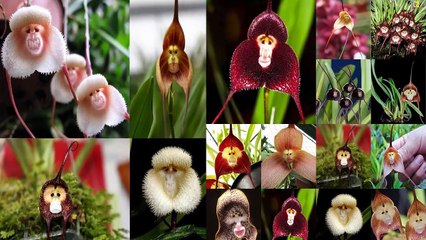 اكثر ٢٠ نباتا رعبا في العالم