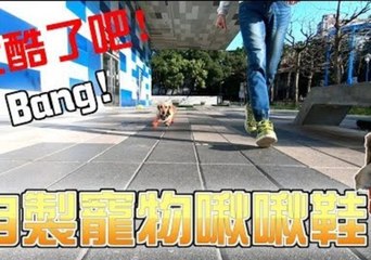 Dachshund Tests Out Squeaky Rain Boots