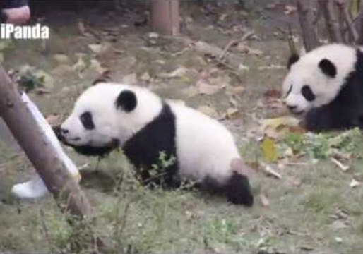Pandas Don't Want to Let Their Keeper Go