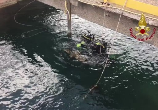 Sea Turtle Rescued After Falling into Cooling Tank at Chemical Plant