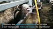 Denuncian pésimas condiciones en traslado de ganado en Australia