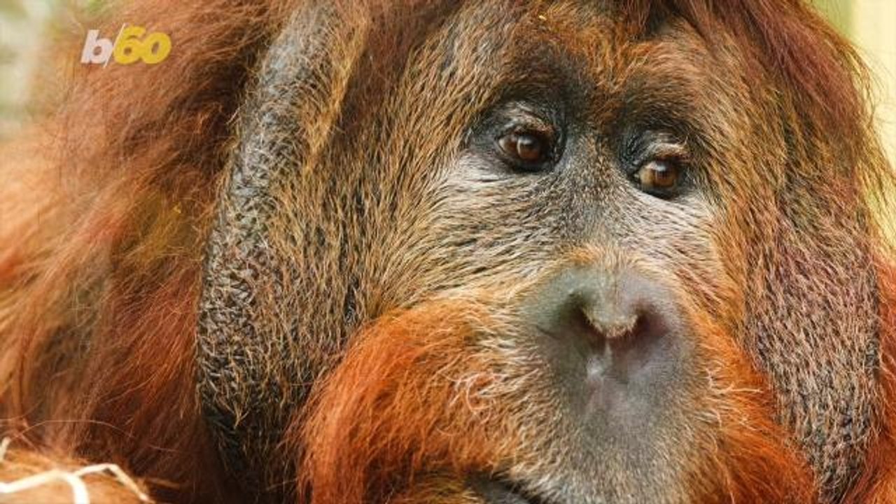 What is Palm Oil? Why a Major Supermarket Pledges To Ban It From Its Brand Products