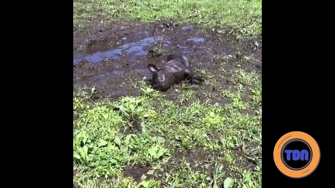 Ce chien va avoir le droit à un bon bain...