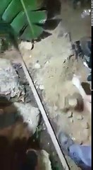 Guardate che tirano fuori dal terreno