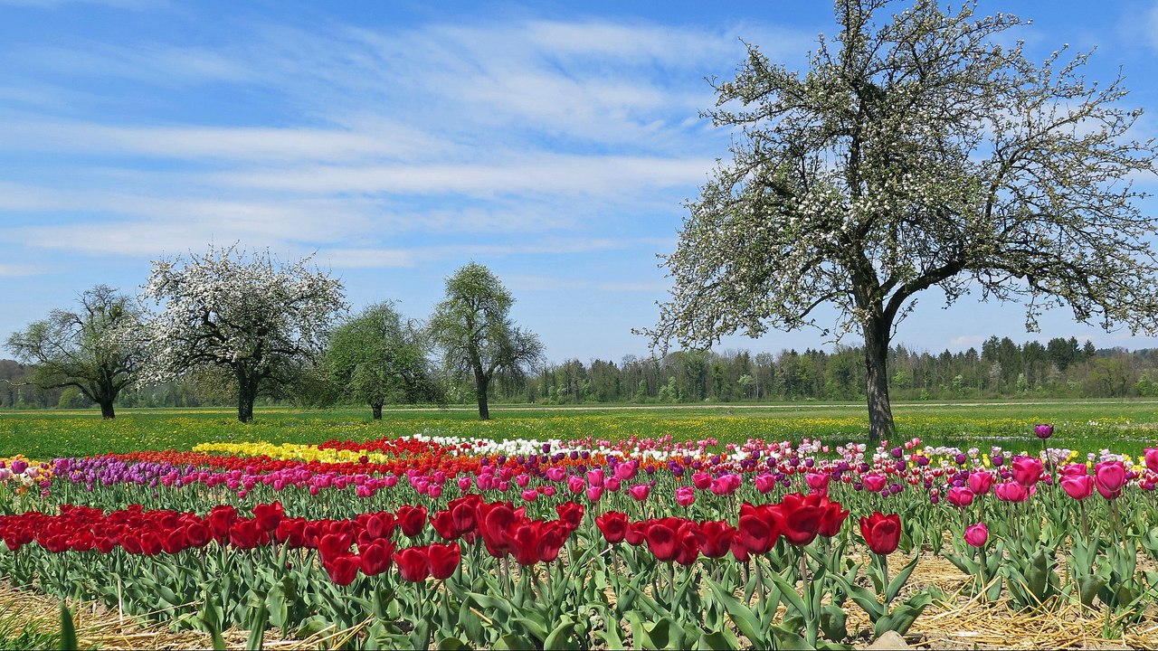 Nature Sounds: Spring
