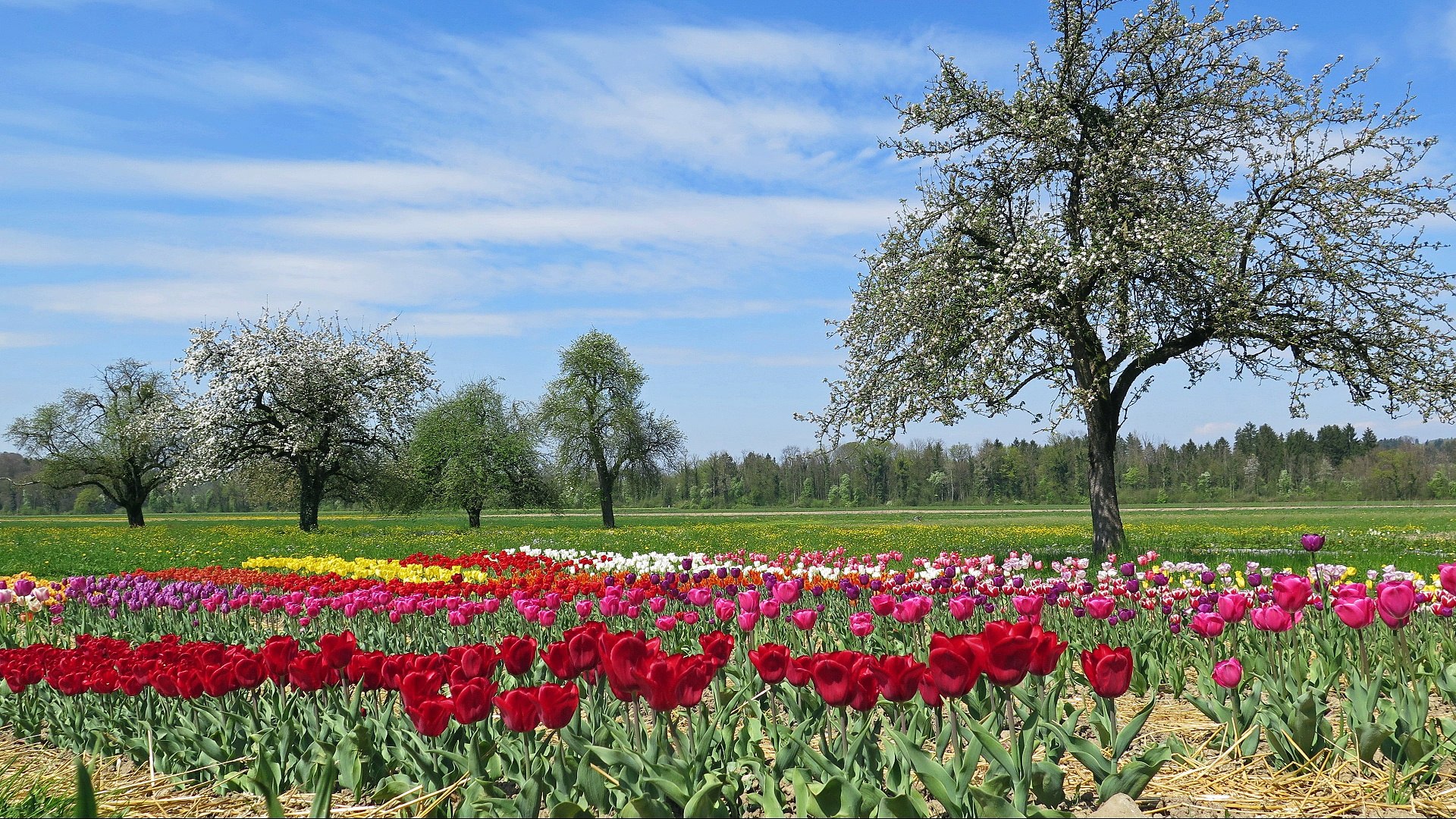 ⁣Nature Sounds: Spring