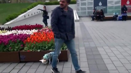 Çocuğuna tasma takıp gezdiren anne görenleri hayrete düşürdü