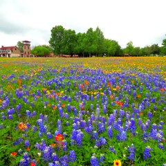 Field of Texas Bluebonnets and a Puppy