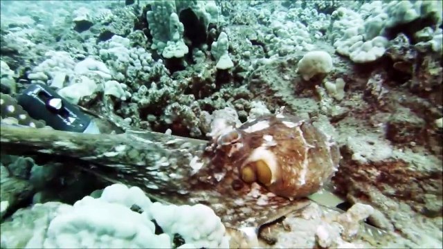 Quand un poulpe vient te voler ta caméra