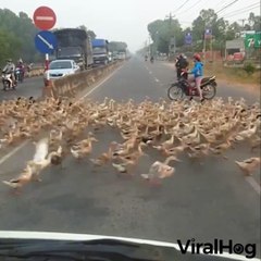 Va expliquer à ton patron pourquoi tu es arrivé en retard... A cause des canards