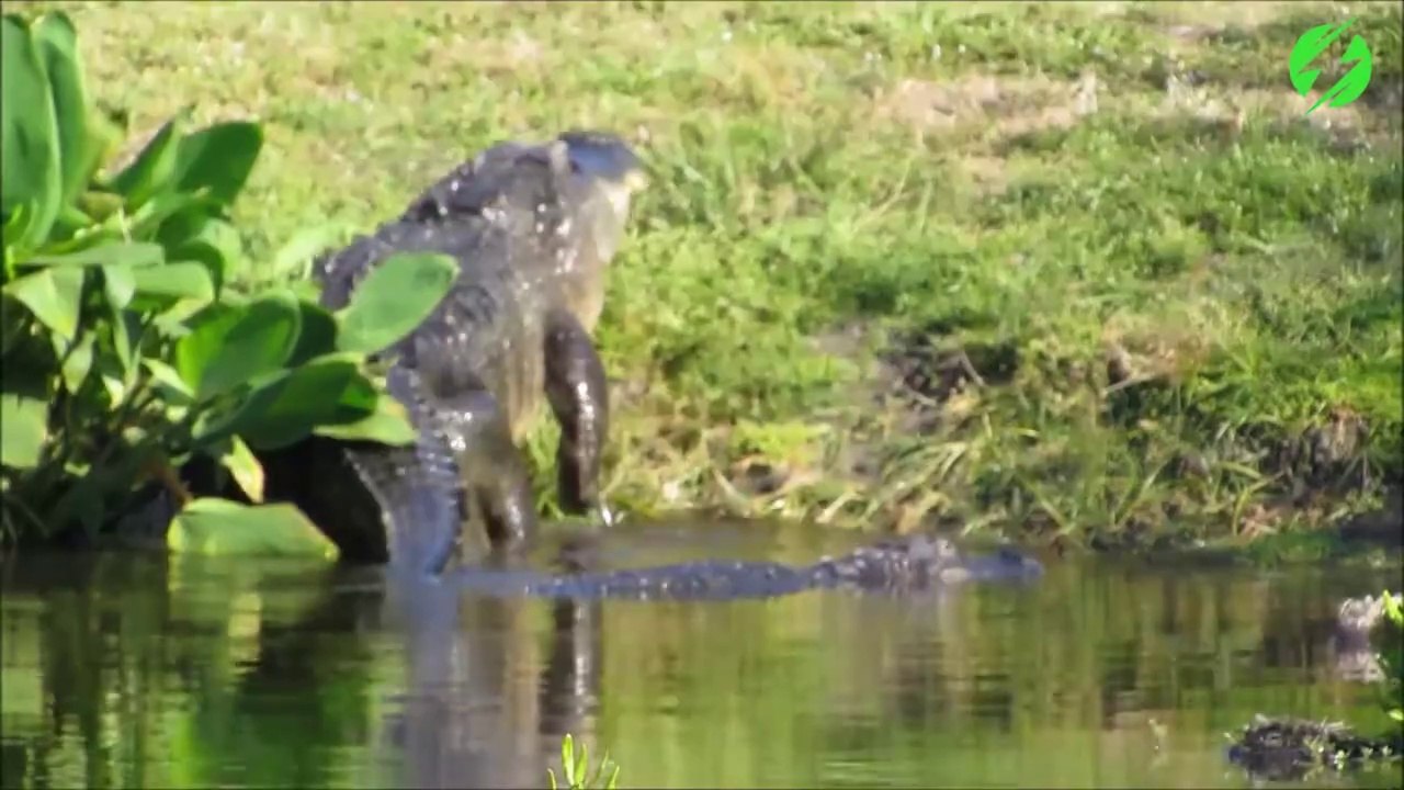 Ils n'en croient pas leurs yeux en voyant sortir de l'eau ce crocodile géant