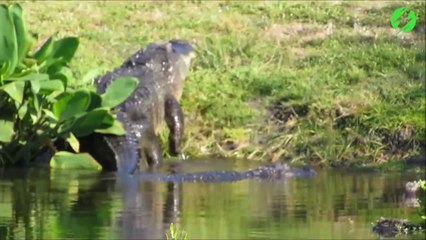 Ils n'en croient pas leurs yeux en voyant sortir de l'eau ce crocodile géant