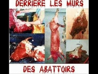 Montage révolution animale_0001