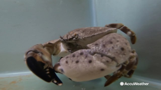 Environmental factors affecting stone crabs