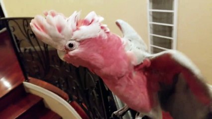 My Cockatoo Vinny Throwing A Tantrum Because There is a Ladder Downstairs