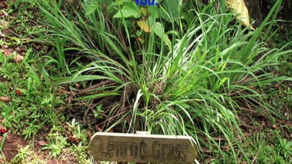 Top 5 Plants that Repel Mosquitoes!