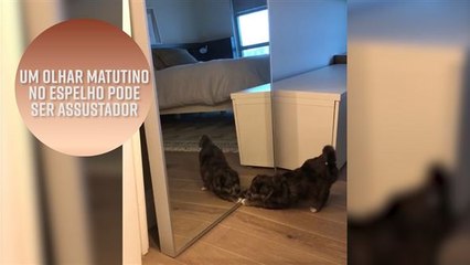Cachorrinha tenta se entender com seu reflexo no espelho
