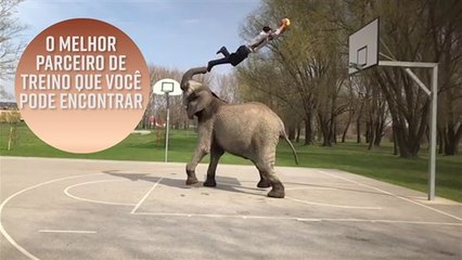 Esses elefantes são os melhores parceiros de treino que você pode ter