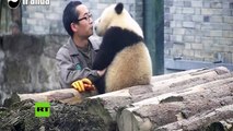 Nada fuera de lo común, solo una panda y su amigo tomándose fotos