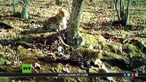 Los guardianes de la tierra de los leopardos (E5) - Documental de RT