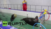 Las talentosas focas del Baikal que tocan instrumentos y pintan