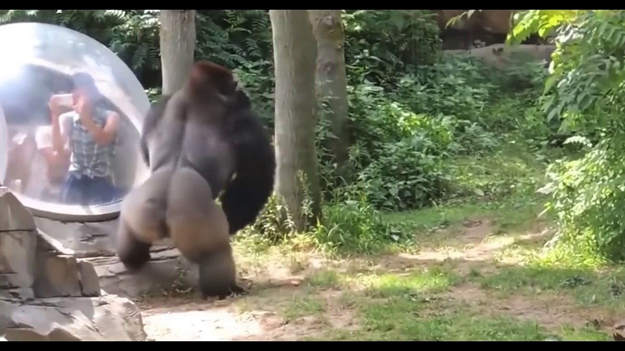 Savage animal attacks prevented by a glass wall.