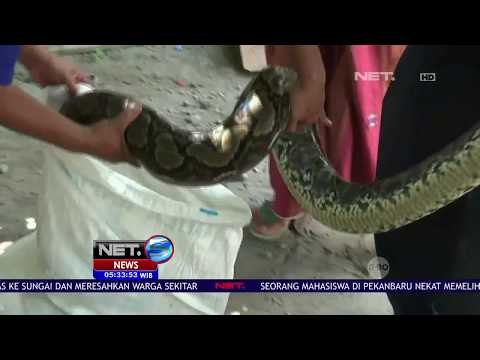 Ular Piton Sepanjang 4 Meter Berhasil Diamankan Warga -NET5