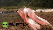 Hallan más de 300 ballenas muertas al sur de Chile