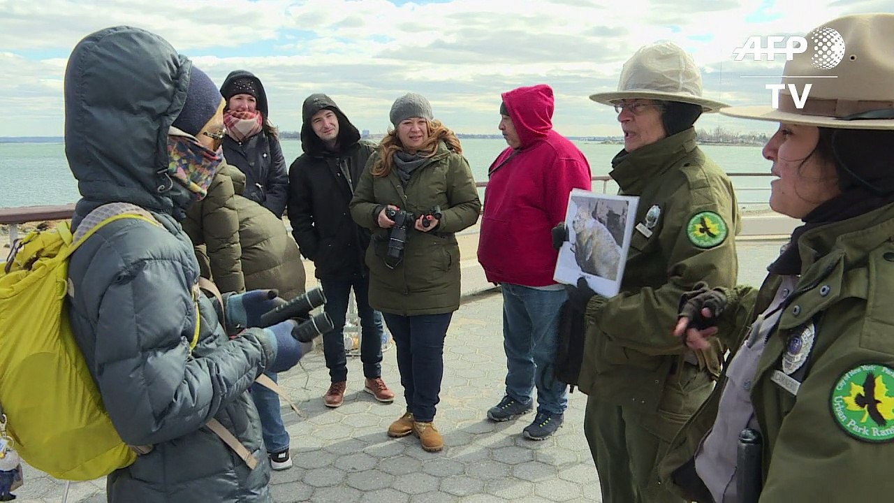 Der Großstadtdschungel von New York