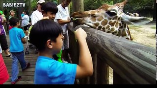 Kids At The Zoo New Compilation 2018 - Funny Babies At The Zoo