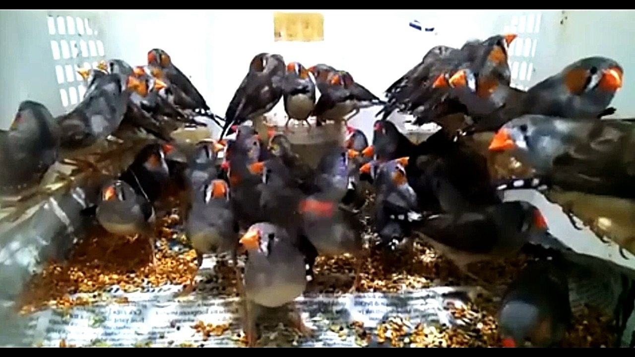 Everything about Zebra Finch in Hindi || Small Pet Bird