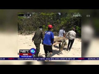 Download Video: 11 Ekor Penyu Hijau Mati Di Pantai Belacan -NET10