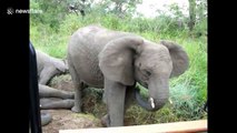 Tourist captures rare moment herd of elephants frolick with each other