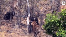 Ozzy Man Reviews_ Sloth Bear vs Tiger