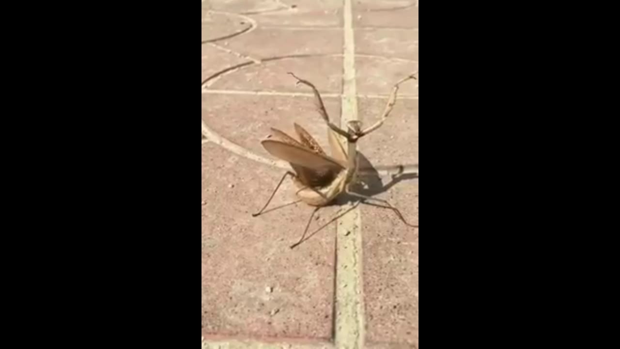Brave grasshopper