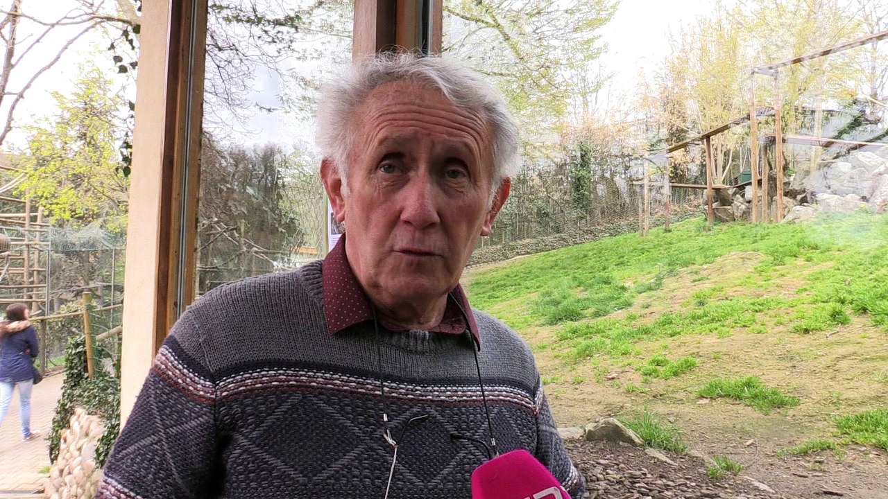 Zoo de Saint-Martin-la-Plaine - 1ere sortie des bébés tigres