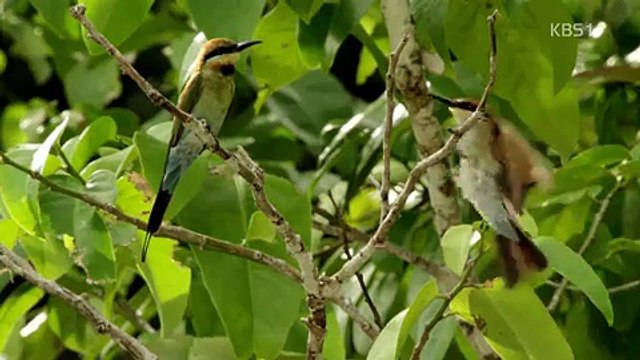동물의 세계.180411