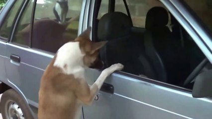 Angry Cats VS Dogs Funny Compilation //